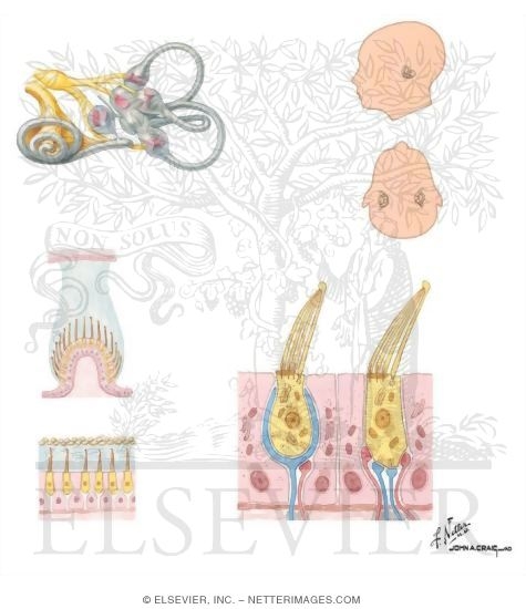 Vestibular Receptors
