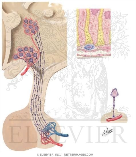 Posterior Pituitary Gland