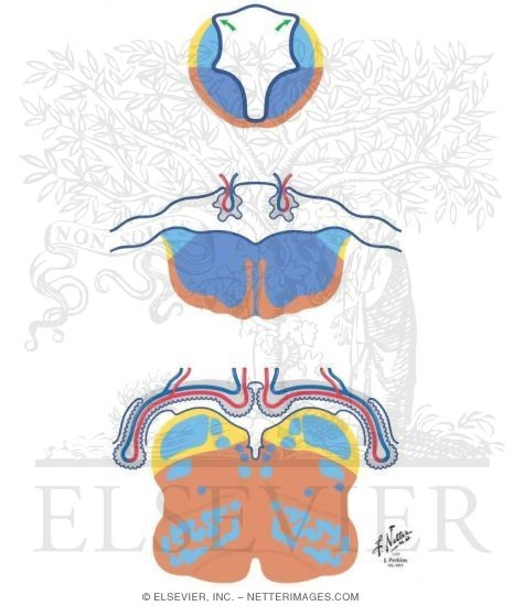 Watermarked preview of unlabeled image: Development of the Fourth Ventricle