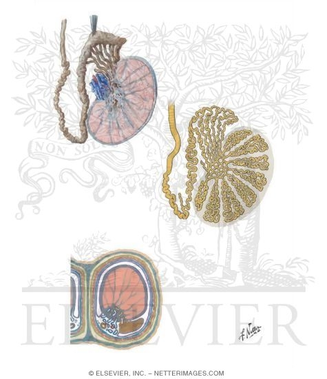 Illustration of Testis, Epididymis, and Ductus Deferens from the Netter Collection