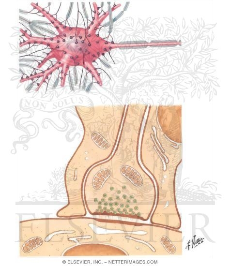 Watermarked preview of unlabeled image: Synaptic Morphology