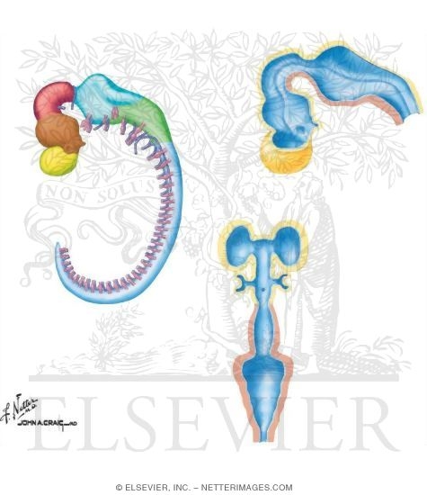Further Development of Forebrain, Medbrain, and Hindbrain