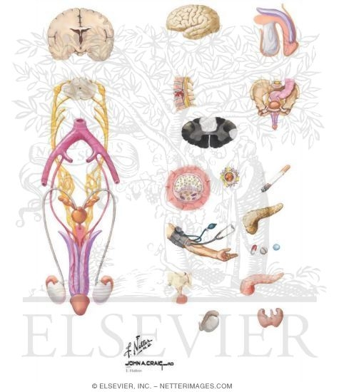 Watermarked preview of unlabeled image: Etiology and Pathogenesis of Erectile Dysfunction