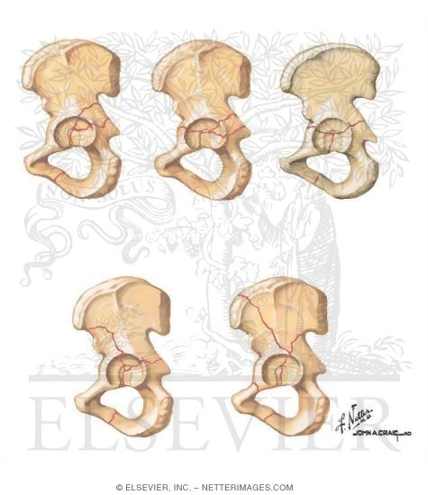 Watermarked preview of unlabeled image: Trauma of the Pelvis