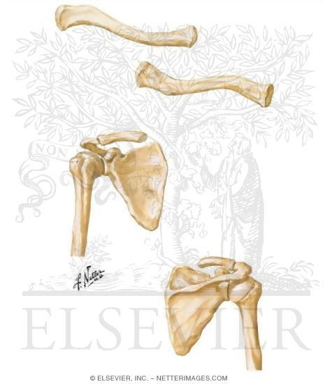 Osteology of the Shoulder