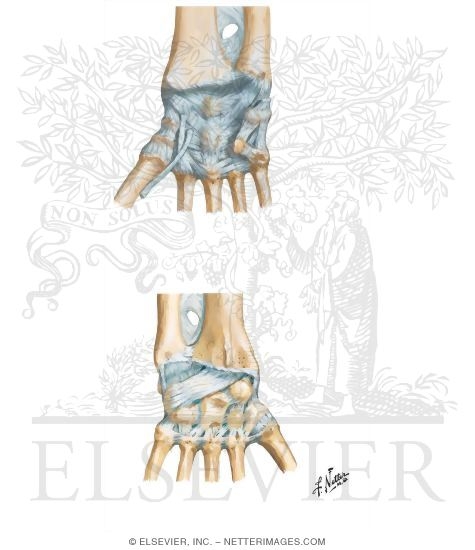 Joints: Wrist