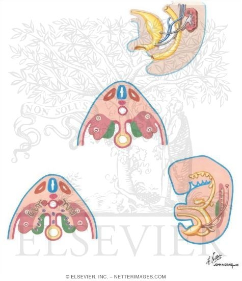 Primordia of the Genital System
