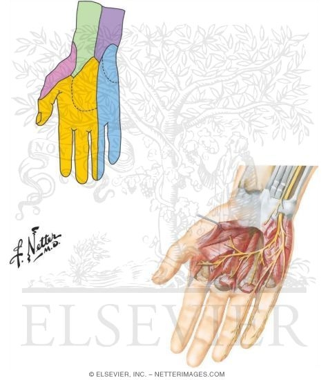 Nerves of the Hand