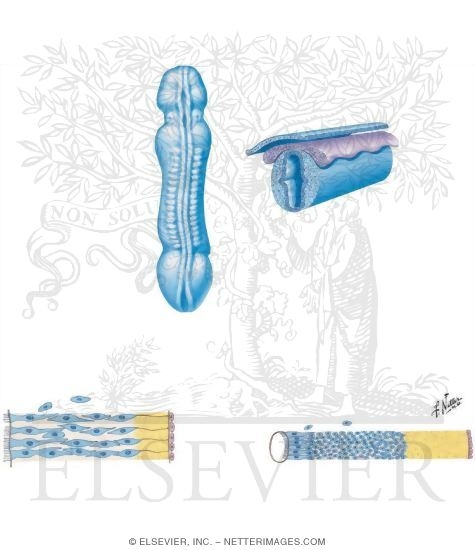 Watermarked preview of unlabeled image: Development of the Spinal Cord Layers