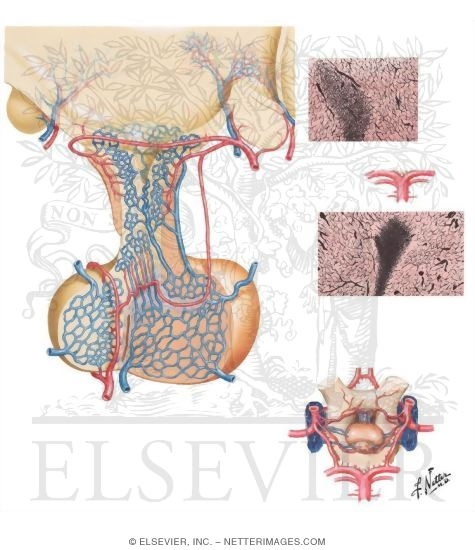 Hypophyseal Portal Vasculature