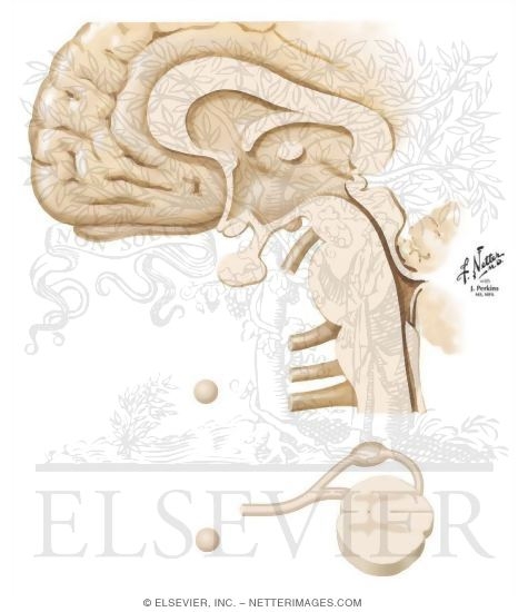 Mechanisms of Cytokine Influences on the Hypothalamus and Other Brain Regions and on Behavior