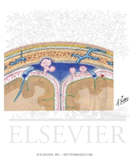 Meninges and Superficial Cerebral Veins