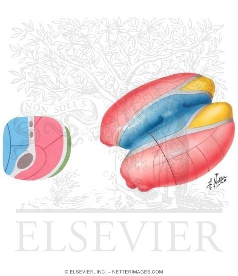 Thalamic Nuclei
