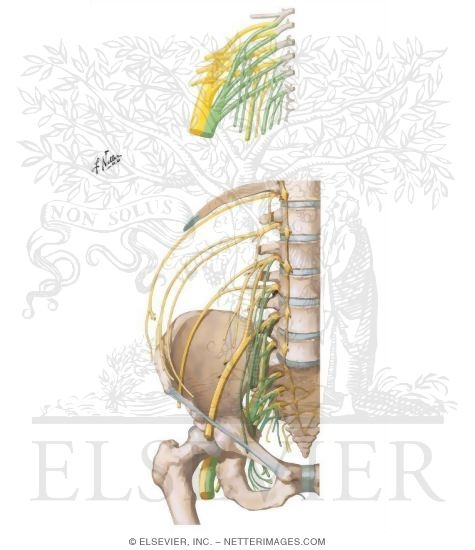 Sacral Plexus