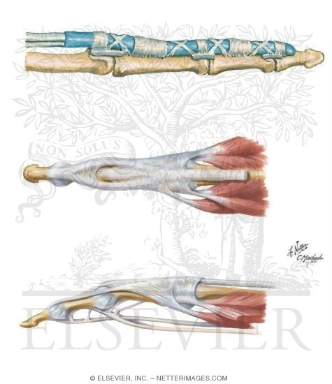 Other Structures: Flexor Tendon Sheath and Pulleys