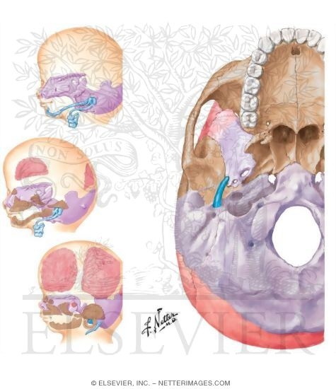 Ossification of the Skull