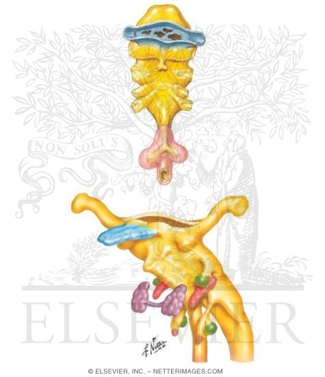 Fate of the Pharyngeal Pouches