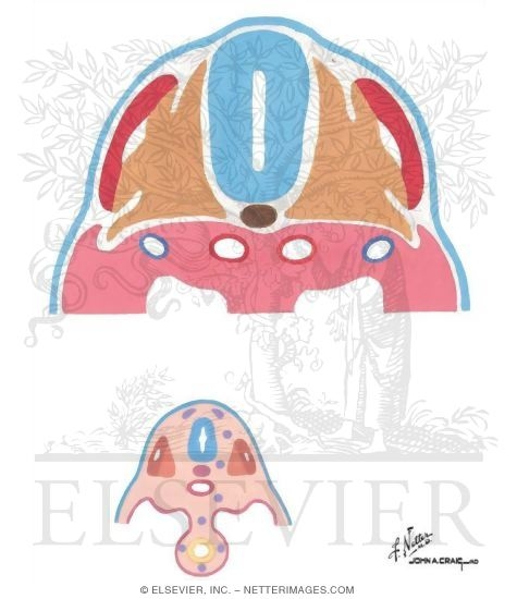 Watermarked preview of unlabeled image: Cell Adhesion and Cell Migration