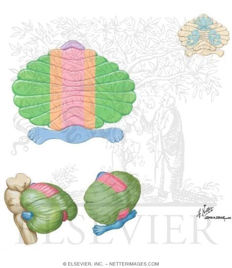 Watermarked preview of unlabeled image: Functional Subdivisions of the Cerebellum