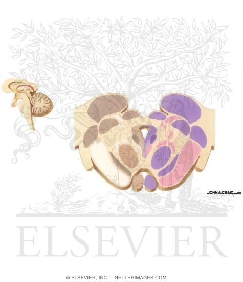Midbrain / Diencephalon Junction - Level of the Posterior Commissure