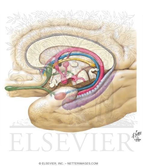 Major Limbic Forebrain Structures