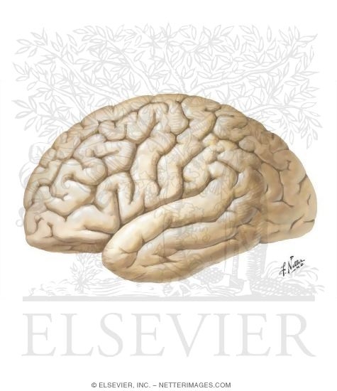 Lateral View of the Forebrain: Brodmann Areas