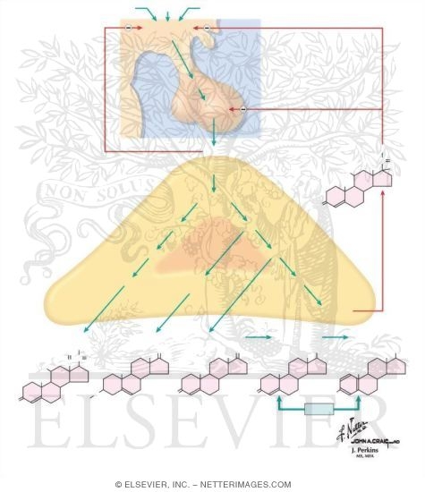 Adrenal Cortical  Hormones
