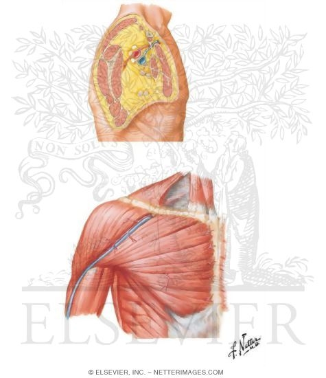 Muscles: Deltoid and Pectoral Region