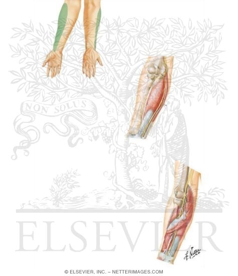 Nerves of the Forearm