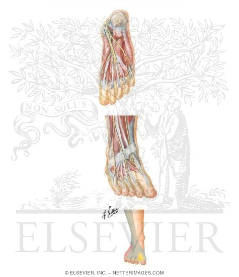 Nerves of the Foot and Ankle