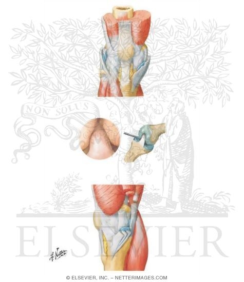 Watermarked preview of unlabeled image: Knee Joints