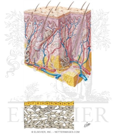 Watermarked preview of unlabeled image: Skin and Embryonic Connective Tissue