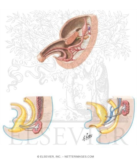 Division of the Cloaca
