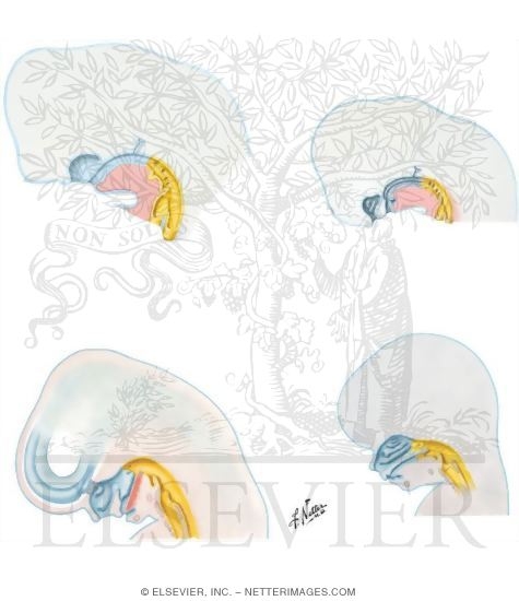 Watermarked preview of unlabeled image: Palate Formation