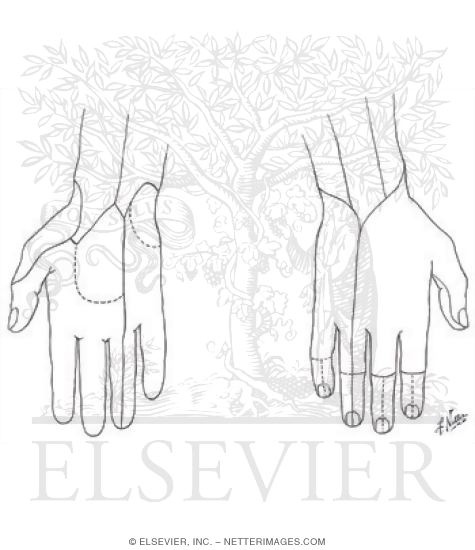 Cutaneous Nerves of Hand Cutaneous Nerves of Wrist And