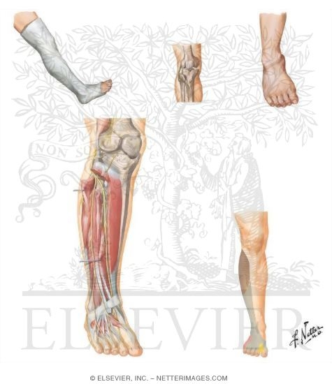 Watermarked preview of unlabeled image: Peroneal Nerve