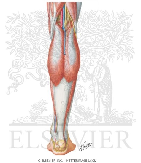 Nerves of the leg - posterior view