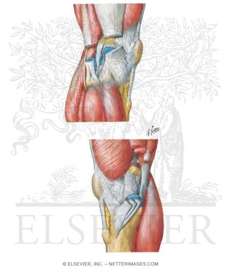 Knee: Lateral and Medial Views