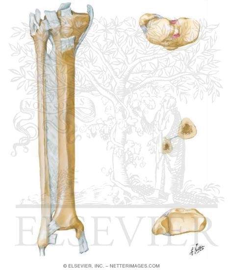 Tibia and Fibula