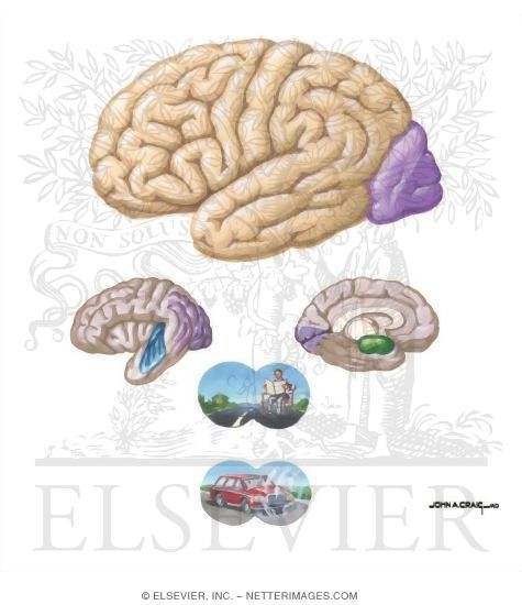 Occipital Lobe Functional Anatomy