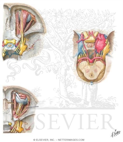 Watermarked preview of unlabeled image: Nerves of Orbit