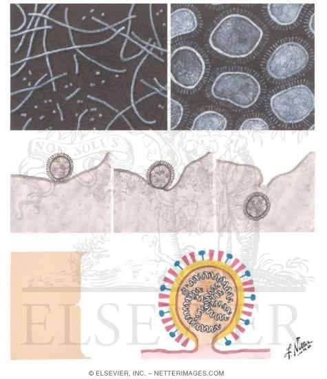 Watermarked preview of unlabeled image: Influenza Virus and Its Epidemiology