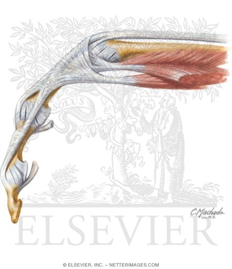 Flexor Tendons In Fingers