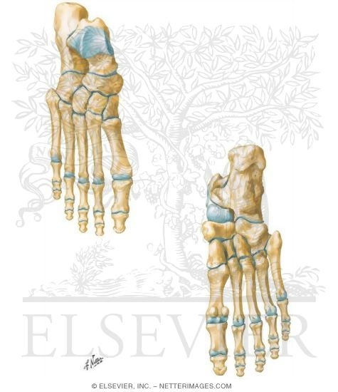 Bones of Foot