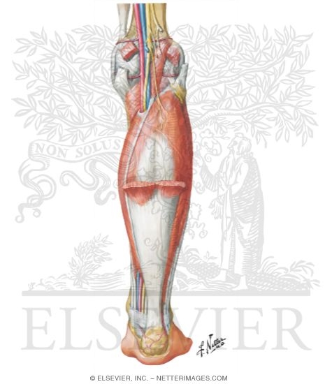 Muscles of Leg (Intermediate Dissection): Posterior View