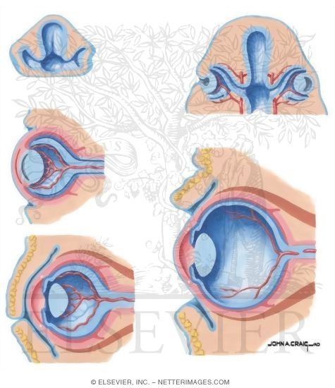 Watermarked preview of unlabeled image: Orbit