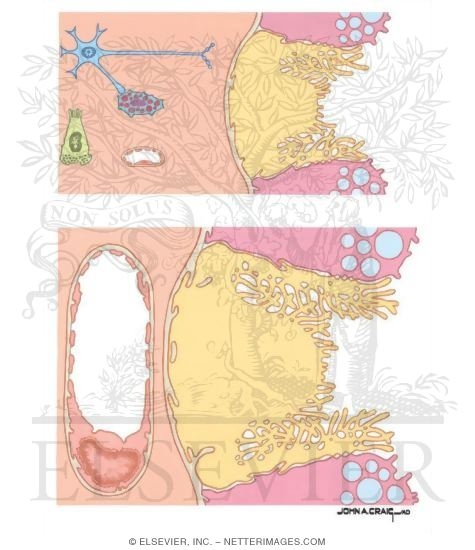 Watermarked preview of unlabeled image: Cellular Mechanisms of Acid Secretion