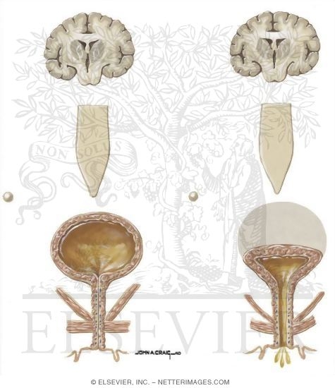 Bladder Function
