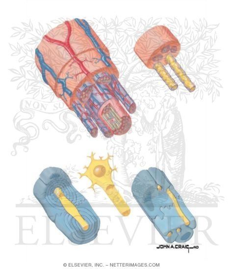 Anatomy of Peripheral Nerve
