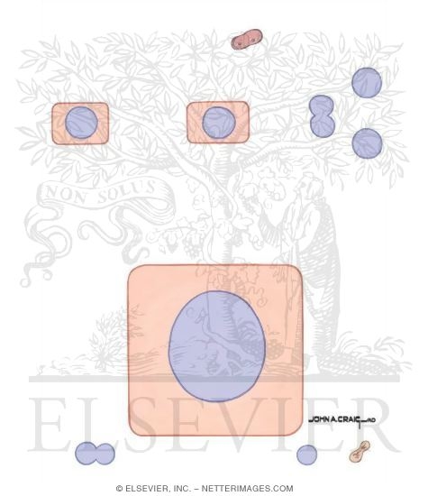 Watermarked preview of unlabeled image: Initiation and Promotion of Breast Cancer